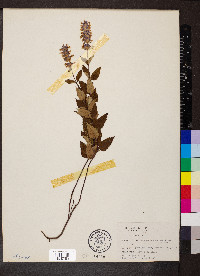 Agastache nepetoides image