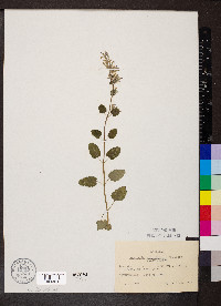 Agastache pallidiflora image