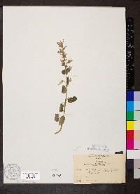 Agastache pallidiflora image