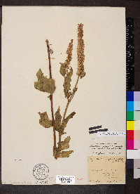 Agastache scrophulariifolia image