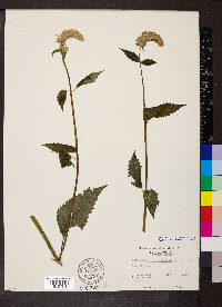 Agastache scrophulariifolia image