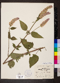 Agastache scrophulariifolia image