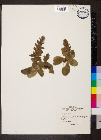 Ajuga pyramidalis image