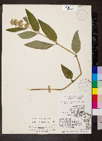 Blephilia ciliata image
