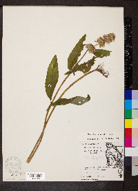 Blephilia ciliata image