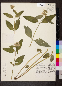 Blephilia ciliata image