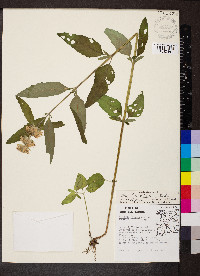 Blephilia ciliata image