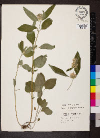 Blephilia ciliata image