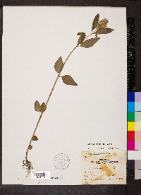 Blephilia ciliata image