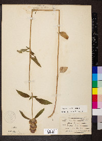 Blephilia ciliata image