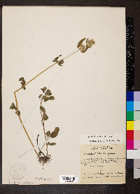 Blephilia ciliata image