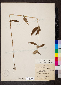 Blephilia ciliata image