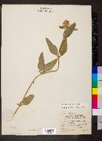 Blephilia ciliata image