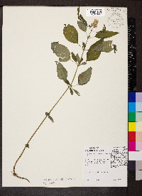 Blephilia hirsuta image