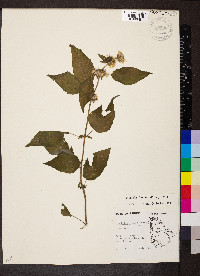 Blephilia hirsuta image