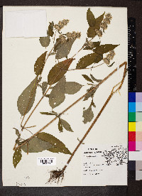 Blephilia hirsuta image