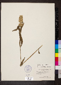 Blephilia ciliata image