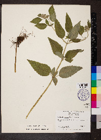 Blephilia hirsuta image