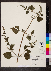 Cantinoa mutabilis image