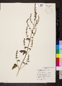 Cantinoa mutabilis image