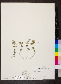 Clinopodium gracile image