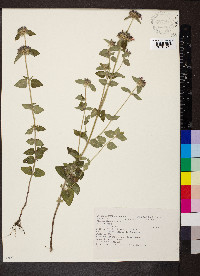 Clinopodium vulgare image