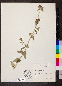 Clinopodium vulgare image