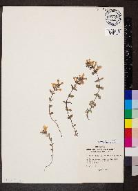 Clinopodium alpinum image