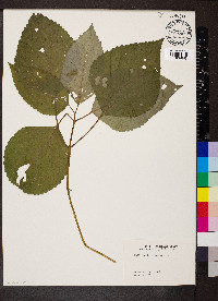 Collinsonia canadensis image