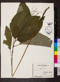 Collinsonia canadensis image