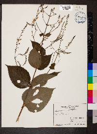 Collinsonia canadensis image