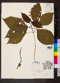 Collinsonia canadensis image