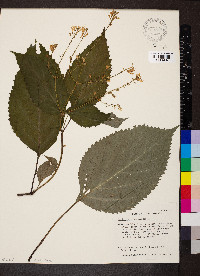 Collinsonia canadensis image