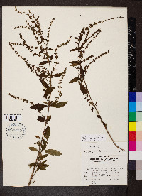 Condea verticillata image