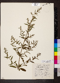 Condea verticillata image