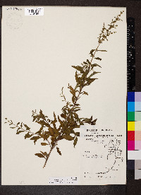 Condea verticillata image