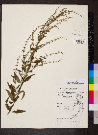 Condea verticillata image
