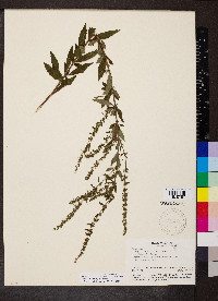 Condea verticillata image