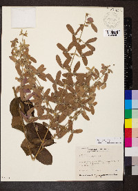 Congea tomentosa image