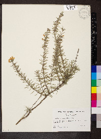 Conradina canescens image
