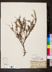 Conradina canescens image