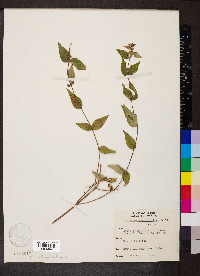 Cunila origanoides image