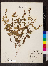 Cunila origanoides image