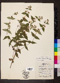 Cunila origanoides image