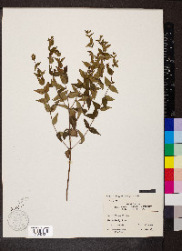 Cunila origanoides image