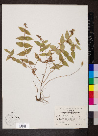 Cunila origanoides image