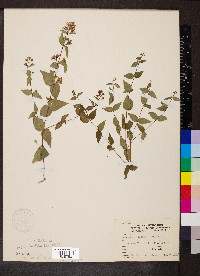 Cunila origanoides image