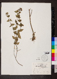 Cunila origanoides image