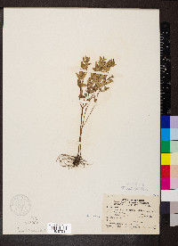 Cunila origanoides image