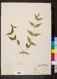 Cunila origanoides image